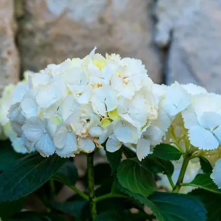 - One Bedroom With Terrace And Sea View